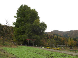 121111_1213_神戸の大イチョウ（飯山市）