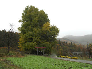 121118_1157_神戸の大イチョウ（飯山市）