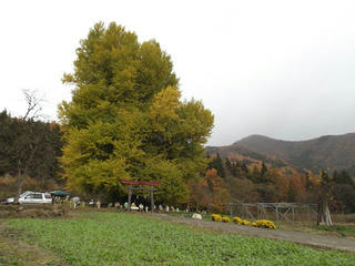121124_1322_神戸の大イチョウ（飯山市）
