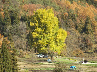 121125_1150_神戸の大イチョウ（飯山市）