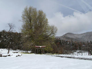 121202_1202_神戸の大イチョウ（飯山市）