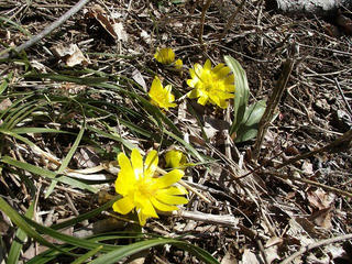 130203_1047_一夜の城に咲く福寿草（伊那市）