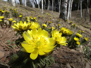 130320_0914_駒ヶ根高原に咲く福寿草（駒ヶ根市）