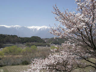 130405_1121_駒ヶ根市中沢のサクラ並木（駒ヶ根市）