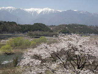 13_駒ヶ根市中沢のサクラ並木（駒ヶ根市）