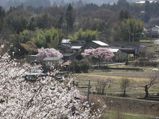 130405_1139_駒ヶ根市中沢のサクラ（駒ヶ根市）