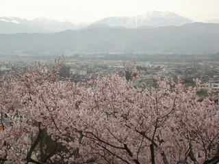 130406_0854_春日公園のサクラ（伊那市）