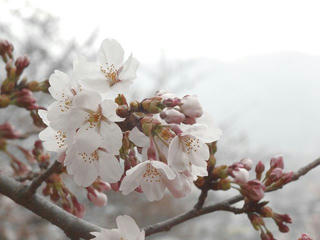 130406_0859_春日公園のサクラ（伊那市）