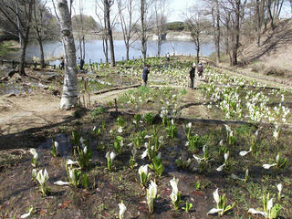 130413_1313_みどり湖に咲くミズバショウ（塩尻市）