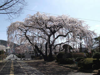 130413_1403_塩尻市役所前に咲くシダレザクラ（塩尻市）