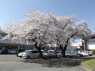 130413_1354_塩尻市役所周辺の桜並木（塩尻市）