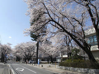 130413_1354_塩尻市役所周辺の桜並木（塩尻市）