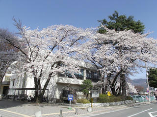 130413_1355_塩尻市役所周辺の桜並木（塩尻市）