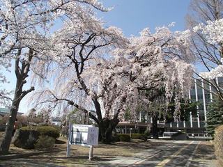 130413_1359_塩尻市役所前に咲くシダレザクラ（塩尻市）