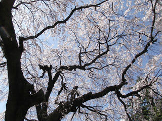 130413_1359_1_塩尻市役所前に咲くシダレザクラ（塩尻市）