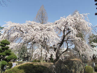 130413_1400_塩尻市役所前に咲くシダレザクラ（塩尻市）