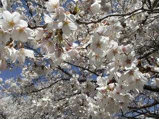 130413_1404_塩尻市役所前に咲くソメイヨシノ（塩尻市）