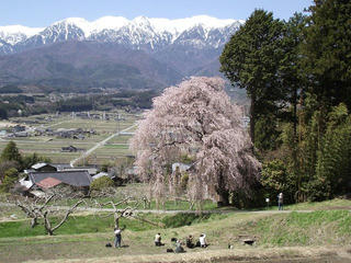 130408_1134_吉瀬のシダレザクラ（駒ヶ根市）