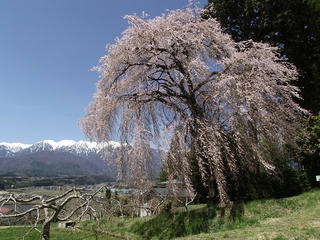 130408_1130_吉瀬のシダレザクラ（駒ヶ根市）