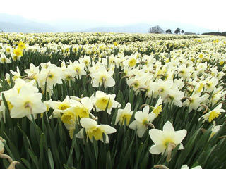 130412_1027_光前寺の沿線に咲くスイセン（駒ヶ根市）