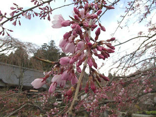 130412_1040_3_光前寺境内に咲くシダレザクラ（駒ヶ根市）