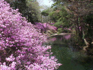 130419_1120_馬見塚公園のミツバツツジ（駒ヶ根市）