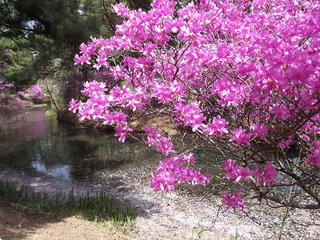 130419_1120_馬見塚公園のミツバツツジ（駒ヶ根市）