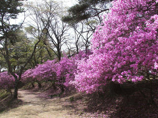 130419_1116_馬見塚公園のミツバツツジ（駒ヶ根市）