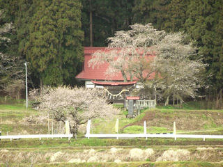 130427_1152_黒川桜林の大桜（飯綱町）
