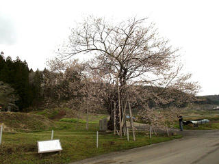 130427_1156_黒川桜林の大桜（飯綱町）