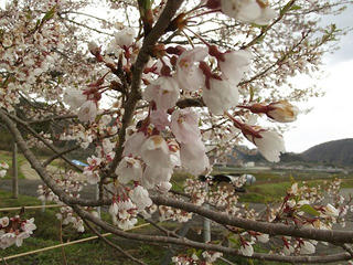 130427_1155_黒川桜林の大桜（飯綱町）