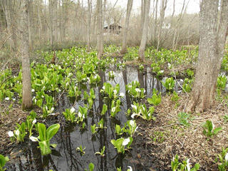 130427_1222_大久保池のミズバショウ（信濃町）
