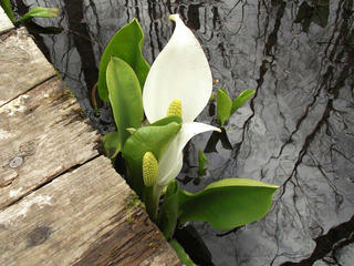 130427_1224_大久保池のミズバショウ（信濃町）