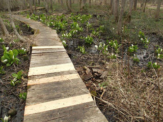 130427_1225_大久保池のミズバショウ（信濃町）