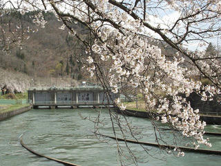 130428_1113_東京電力西大滝ダムの桜並木（飯山市）