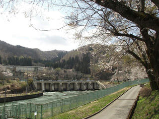 130428_1118_東京電力西大滝ダムの桜並木（飯山市）