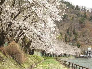 130428_1117_東京電力西大滝ダムの桜並木（飯山市）