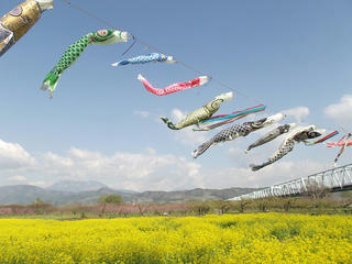 130428_0810_千曲川ふれあい公園に咲く菜の花（小布施町）