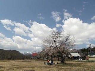 130428_1122_東京電力西大滝ダムの桜並木（飯山市）