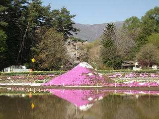 130503_0808_伊那小沢のシバザクラ（伊那市）