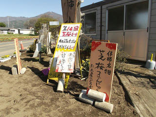 130503_0812_伊那小沢のシバザクラ（伊那市）