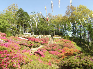 130503_0912_台城公園のつつじ（松川町）