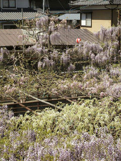 130503_1006_阿島の大藤（喬木村）