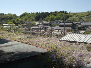 130503_1005_阿島の大藤（喬木村）
