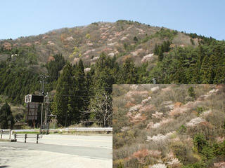 130503_1215_矢作川沿いの山々に咲くヤマザクラ（根羽村）