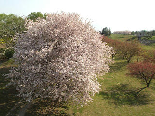130503_0754_千曲川ふれあい公園から続く桜並木（小布施町）