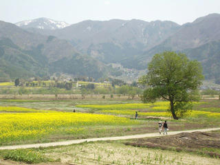 130505_1200_第３０回いいやま菜の花まつり（飯山市）