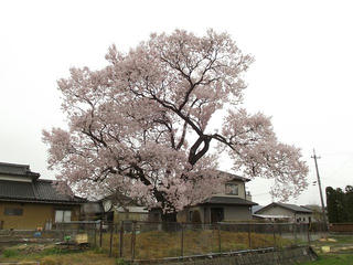 130406_1254_見通し桜（伊那市）