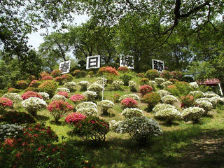 130518_1035_春日城跡に咲くツツジ（伊那市）