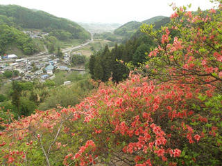 130519_1014_豊野つつじ山公園（長野市）